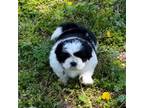 Shih Tzu Puppy for sale in Gaffney, SC, USA