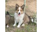 Shetland Sheepdog Puppy for sale in Caldwell, TX, USA