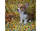 Pembroke Welsh Corgi Puppy for sale in Coalgate, OK, USA