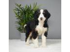 Mutt Puppy for sale in Apple Creek, OH, USA