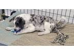 Adopt Simon (The Farkles) a Australian Shepherd, Mixed Breed