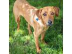 Adopt Oliver a Yellow Labrador Retriever, Hound