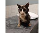 Adopt Muffin a Domestic Short Hair