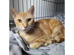 Adopt Loki a Domestic Short Hair