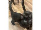 Adopt Midnights Swift a Domestic Short Hair