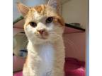 Adopt Boswell a Domestic Short Hair