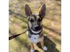 Adopt Clarence a German Shepherd Dog, Mixed Breed