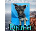 Adopt Draco a German Shepherd Dog, Husky