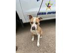 Adopt Carver a Pit Bull Terrier