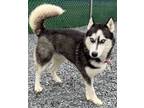 Adopt Rex a Husky