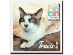 Adopt Travis a Snowshoe, Siamese