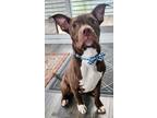 Adopt Cooper a Staffordshire Bull Terrier