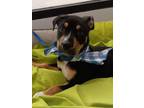 Adopt Tabasco a Mixed Breed