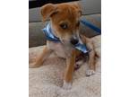 Adopt Hendrix a Mixed Breed