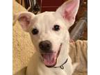 Adopt Phineas BW a Terrier, Mixed Breed