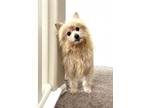 Adopt Skipper a Terrier, Chinese Crested Dog