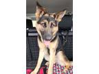 Adopt Jack a German Shepherd Dog