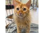 Adopt Kevin a Domestic Medium Hair, Tabby