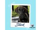 Adopt Avenger Litter: Stark a Labrador Retriever, Chow Chow