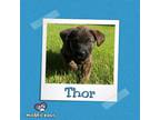 Adopt Avenger Litter: Thor a Labrador Retriever, Chow Chow