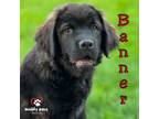 Adopt Avenger Litter: Banner a Labrador Retriever, Chow Chow