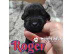 Adopt Avenger Litter: Roger - Adoption Pending a Labrador Retriever, Chow Chow