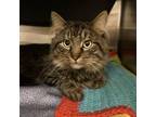 Adopt Mackerel a Domestic Long Hair