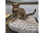 Adopt Percy a Domestic Short Hair