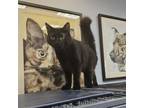 Adopt Panther a Domestic Medium Hair