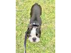 Adopt George O'Malley a Boston Terrier
