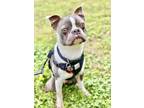 Adopt Silver a Boston Terrier