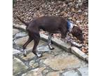 Adopt Arrow a German Shorthaired Pointer