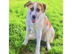 Adopt Miles 24-03-158 a Cattle Dog