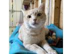 Adopt Homer Simpson a Domestic Short Hair