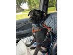 Adopt Odin a Labrador Retriever, Rat Terrier