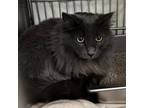 Adopt Max a Domestic Long Hair