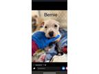 Adopt Bernie (Anne's Litter) a Pit Bull Terrier