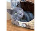 Adopt Trooper a Domestic Short Hair