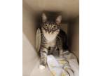 Adopt Khan a Domestic Short Hair