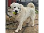 Adopt Chance a Great Pyrenees