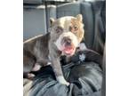 Adopt Hoodoo a Staffordshire Bull Terrier