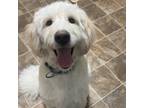 Adopt Sammy a Great Pyrenees, Standard Poodle
