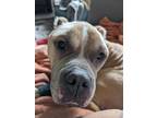 Adopt Rufus a Pit Bull Terrier