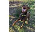 Adopt Miles a Doberman Pinscher