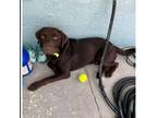 Adopt Rocco a Chocolate Labrador Retriever