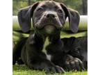 Adopt Carlisle a Black Labrador Retriever