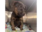 Adopt Bruce a Mixed Breed