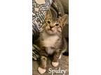 Adopt Spidey a Manx