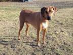 Adopt Ranger a Coonhound, Labrador Retriever