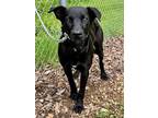 Adopt Elvis a Labrador Retriever